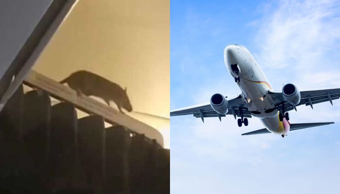 Ratazana causa pânico ao voar com passageiros em aeronave
