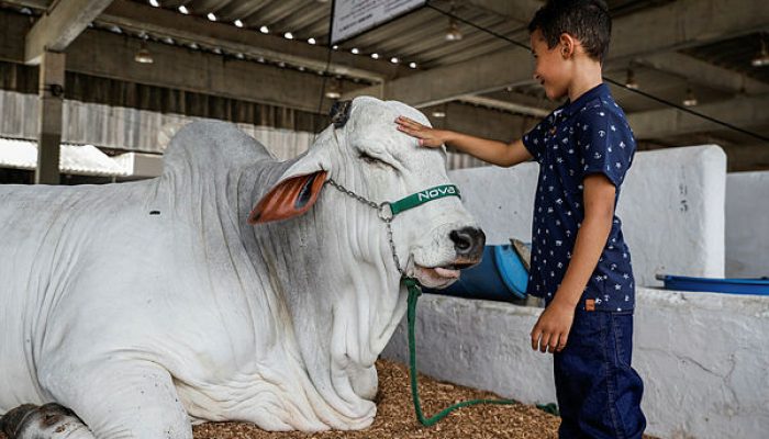 A feira da cooperação
