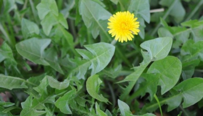 A verdinha que limpa o fígado e reduz o inchaço