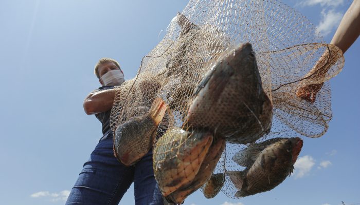 Acordo destrava criação de tilápias no lago de Itaipu