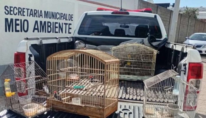 Animais-silvestres-sao-apreendidos-pela-Secretaria-de-Meio-Ambiente-em.jpg