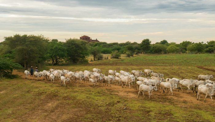 Ator da Globo abandona novelas para assumir fazendas da família
