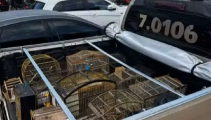 Aves silvestres comercializadas ilegalmente são resgatadas na RMS
