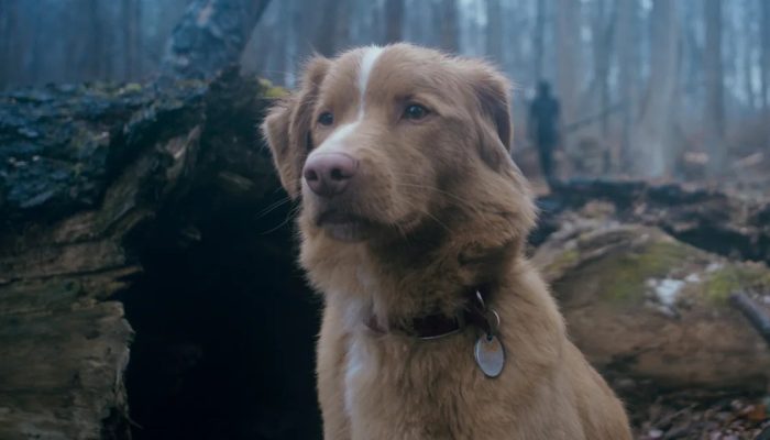 Cachorro é indicado a prêmio de cinema pela primeira vez