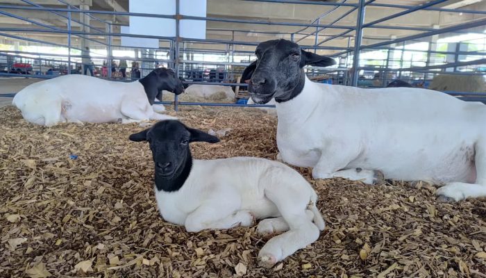 Caçulinha! A história de Fernanda, a ovelha recém-nascida da Fenagro