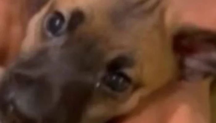 Caso de raiva em cachorro em Salvador após 20 anos