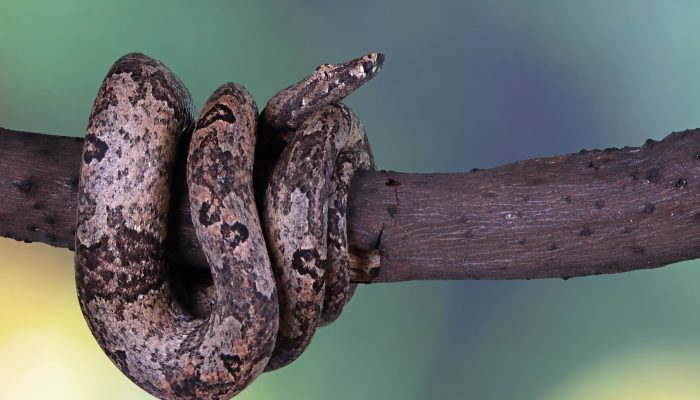Cobra que mais pica no Brasil pode ser encontrada na