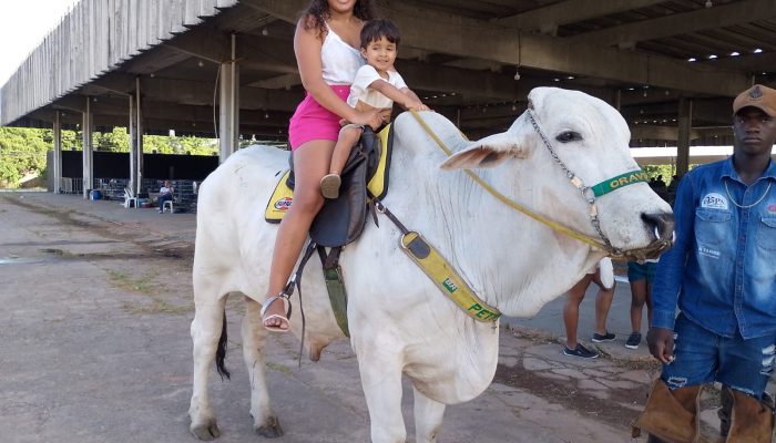 Crianças amam! Montaria em boi adestrado é destaque na Fenagro