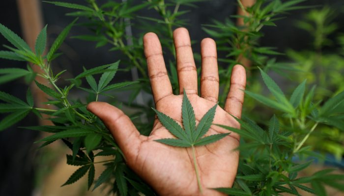 Distúrbio ligado à cannabis pode durar dias e levar ao
