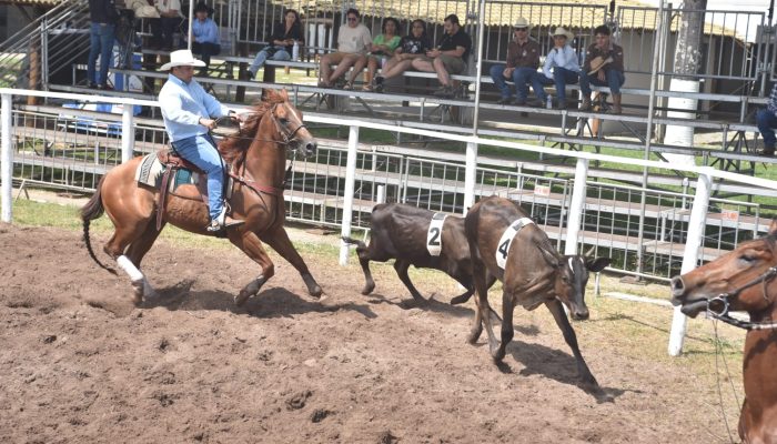 Etapa final do Baiano de Ranch Sorting conhece vencedores