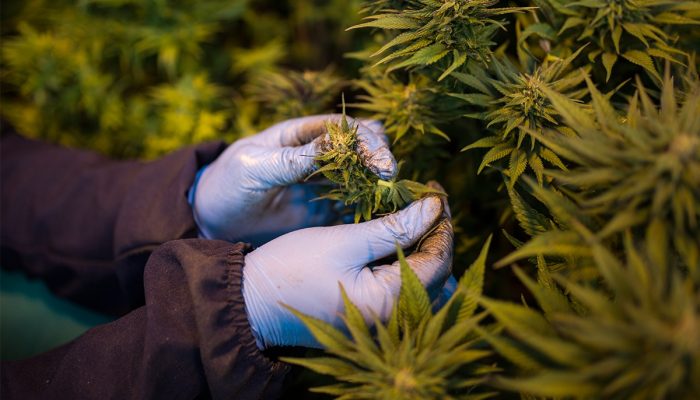 Fim da restrição? Anvisa avalia uso dermatológico da Cannabis