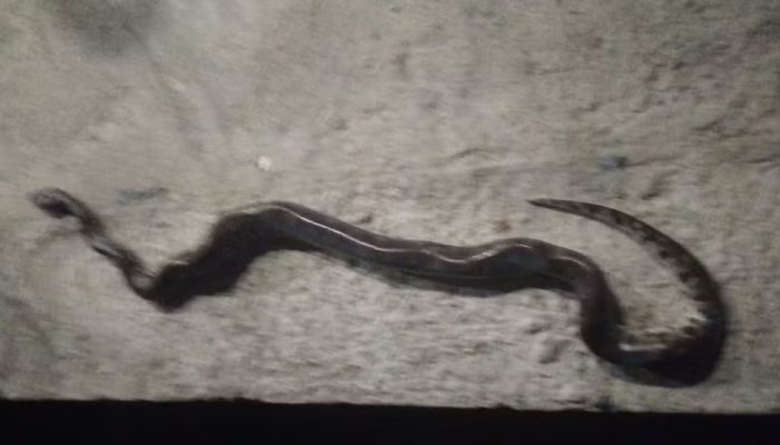 Homem é atacado por sucuri e mata a cobra a