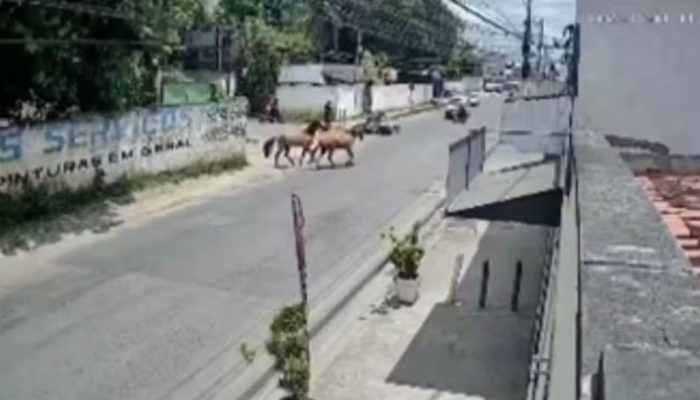 Homem é atropelado por cavalos em Feira de Santana