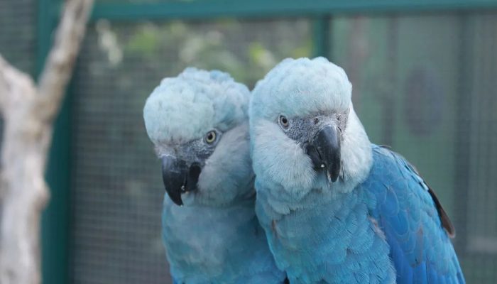 O voo incerto da ararinha