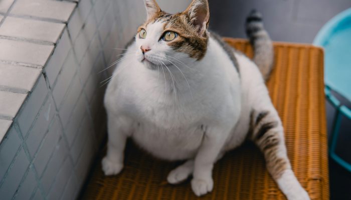 Ozempic para gatos? Novo implante trata obesidade felina
