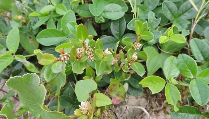 Periquito-da-praia funciona? Estudo comprova efeito analgésico