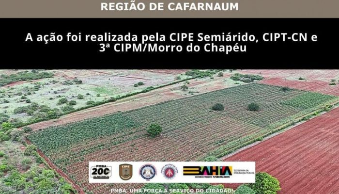 Plantio-de-maconha-de-3-hectares-e-destruido-pela-PM.jpg