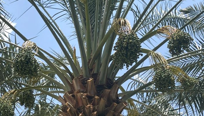 Produção de tâmaras na Bahia avança com mudas árabes