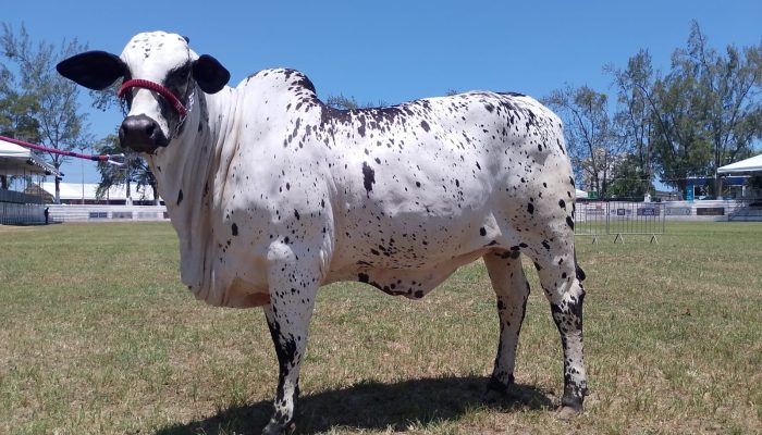 'Shakira' é coroada campeã na Fenagro; entenda como funciona julgamento