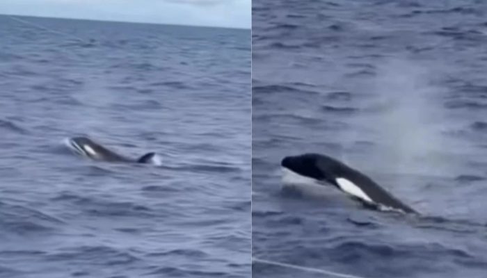 Video-grupo-de-orcas-e-avistado-no-litoral-de-Ilheus.jpg