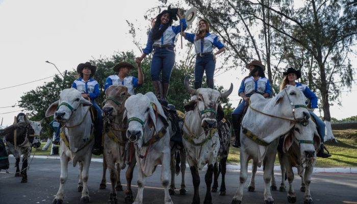 saiba como os bois são adestrados